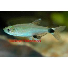 Kajotetra, Hyphessobrycon eos -
