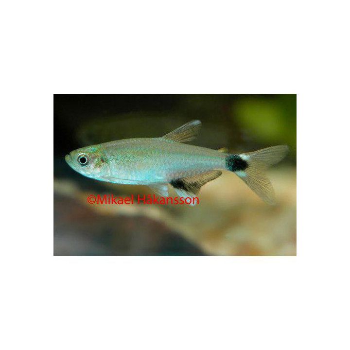 Kajotetra, Hyphessobrycon eos -
