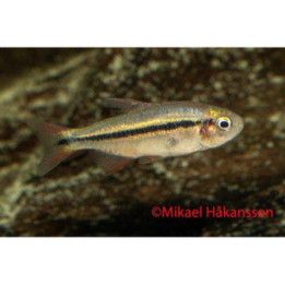 Hyphessobrycon piranga, luonnonvarainen -