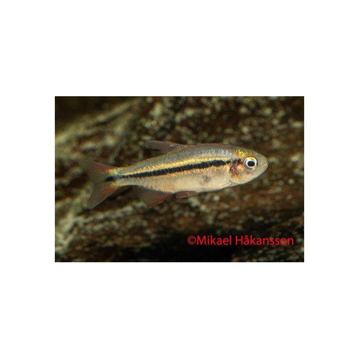 Hyphessobrycon piranga, luonnonvarainen -