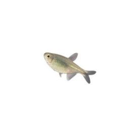 Hyphessobrycon negodagua, luonnonvarainen 2-4 cm -