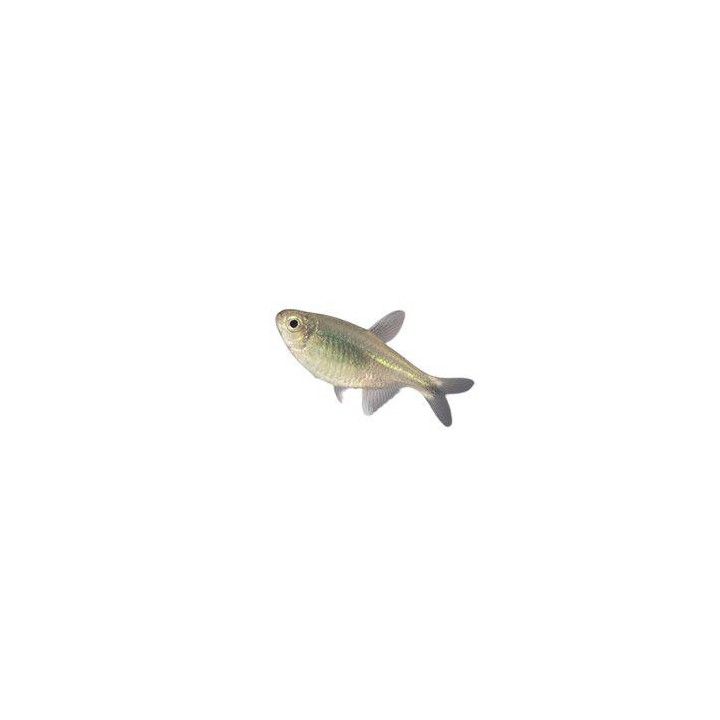 Hyphessobrycon negodagua, luonnonvarainen 2-4 cm -