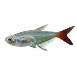 Lasitetra, Prionobrama filigera, 2,5-3,5 cm -