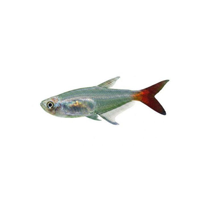 Lasitetra, Prionobrama filigera, 2,5-3,5 cm -
