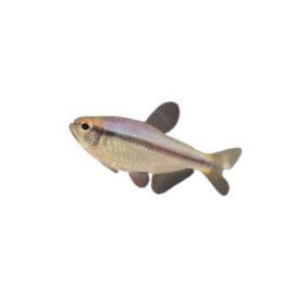 Sinitetra, Boehlkea fredcochui, 2,5-4 cm -