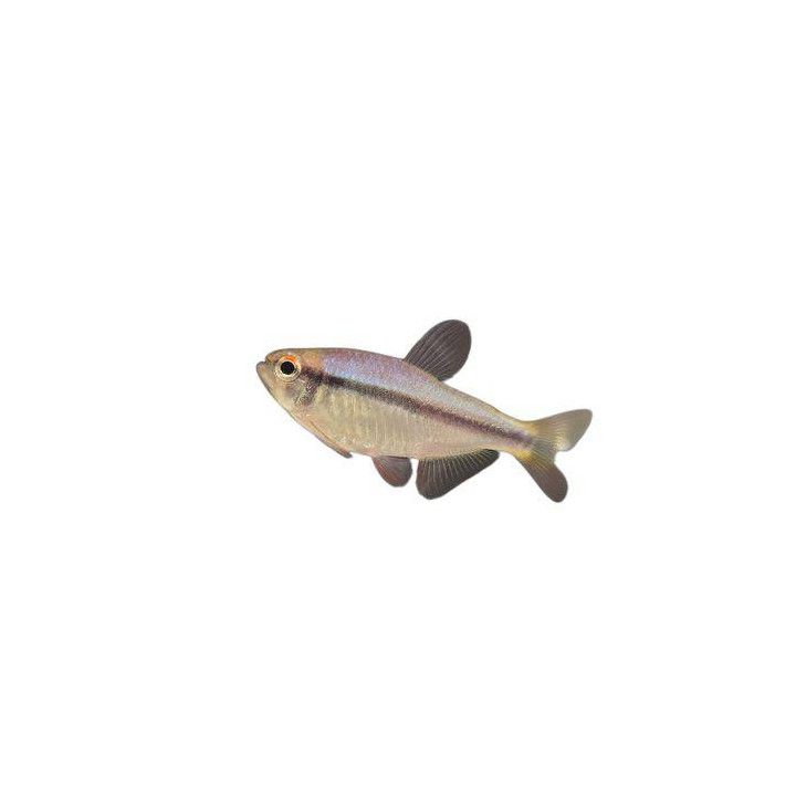 Sinitetra, Boehlkea fredcochui, 2,5-4 cm -