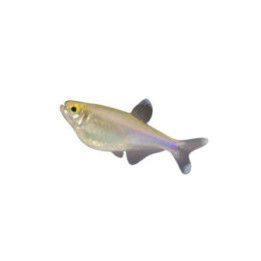 Sinitetra, Boehlkea fredcochui, luonnonvarainen 3-5 cm -