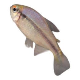 Neonjuovatetra, Hyphessobrycon cyanotaenia, 2,5-3 cm -