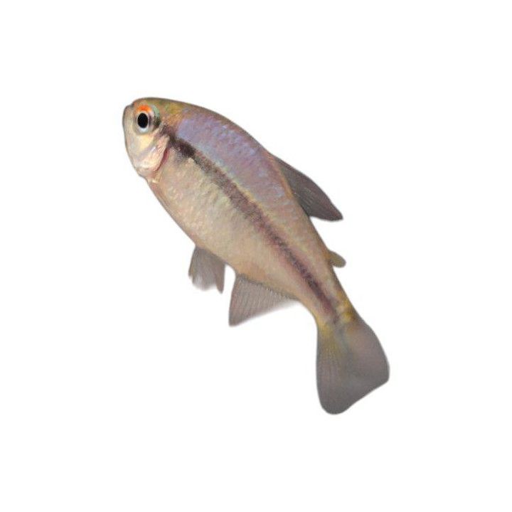 Neonjuovatetra, Hyphessobrycon cyanotaenia, 2,5-3 cm -