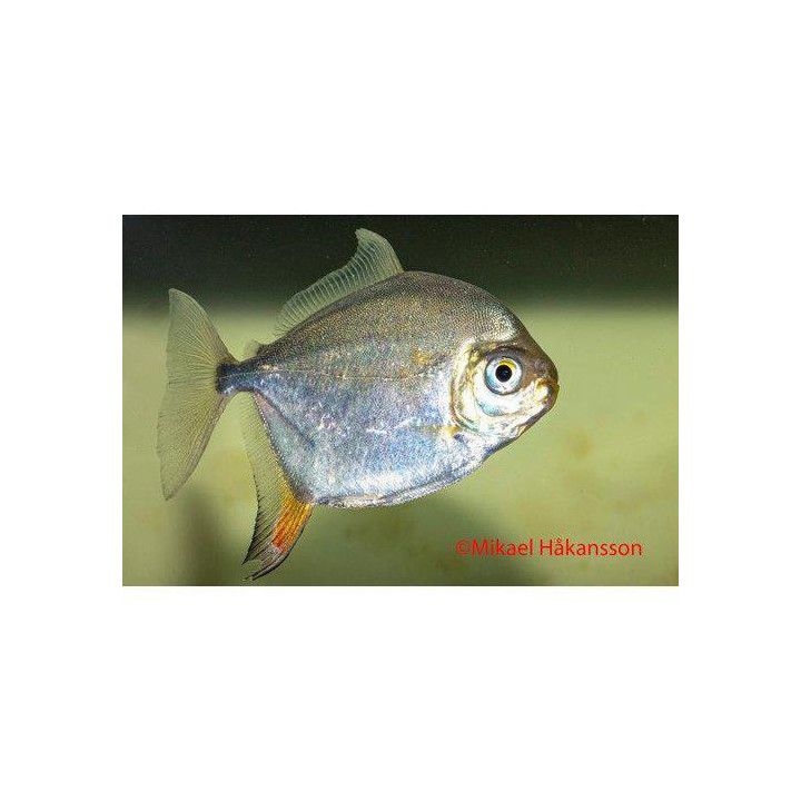 Hopealevytetra, Metynnis argenteus, luonnonvarainen 6-8 cm -