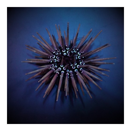 Parasalenia gratiosa - Whitespot Urchin