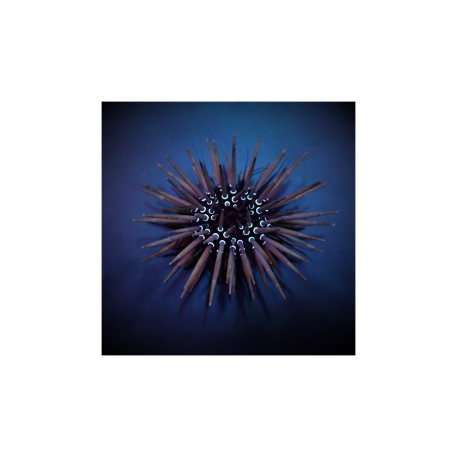 Parasalenia gratiosa - Whitespot Urchin