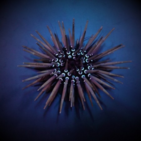 Parasalenia gratiosa - Whitespot Urchin