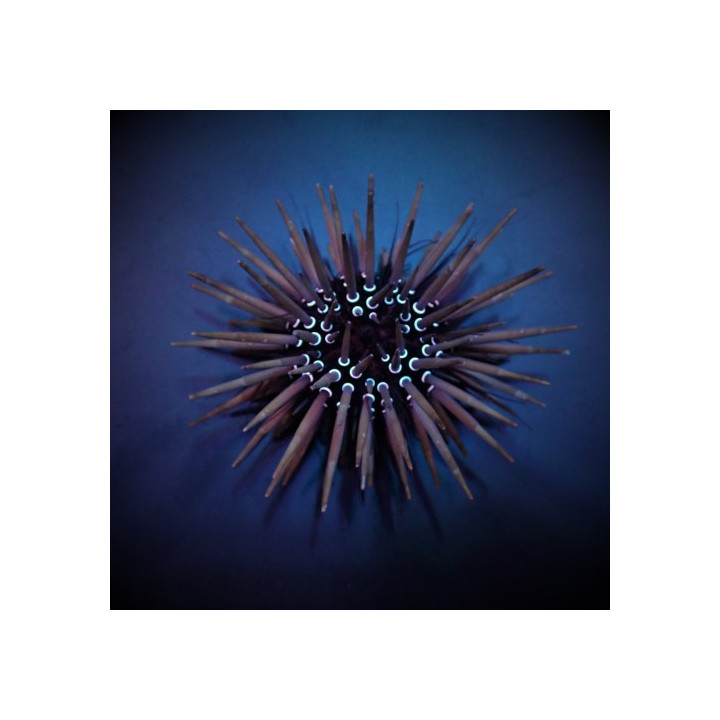 Parasalenia gratiosa - Whitespot Urchin