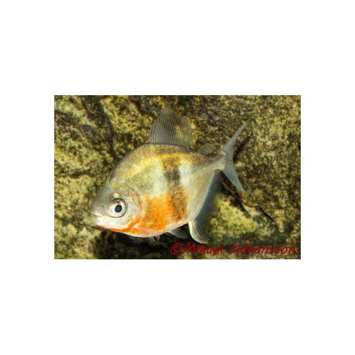 Kiilalevytetra, Myleus Schomburgkii, 4-6 cm -