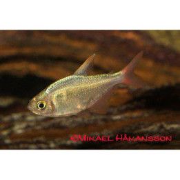 Safiiritetra, Hyphessobrycon columbianus, 3-4 cm -