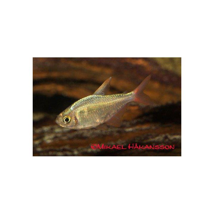 Safiiritetra, Hyphessobrycon columbianus, 3-4 cm -