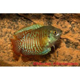 Kääpiörihmakala koiraat 4-5 cm Trichogaster lalius