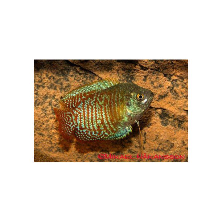 Kääpiörihmakala koiraat 4-5 cm Trichogaster lalius