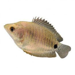 Dvärggurami Honor 4-5CM Trichogaster lalius