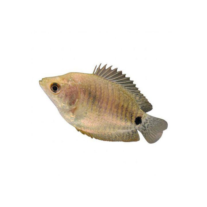 Kääpiörihmakala naaraat 4-5 cm Trichogaster lalius