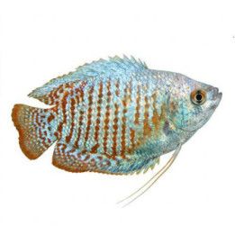 Dwarf Gourami neon male 4-5 cm Trichogaster lalius
