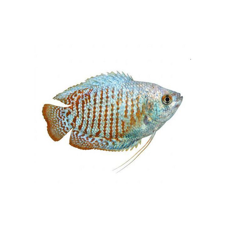 Dwarf Gourami neon male 4-5 cm Trichogaster lalius