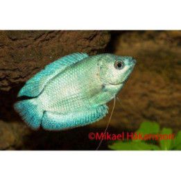 Dwarf Gourami neon cobolt male 4-5 cm Trichogaster lalius