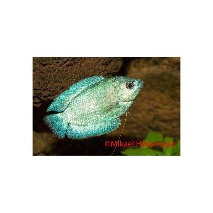 Dwarf Gourami neon cobolt male 4-5 cm Trichogaster lalius