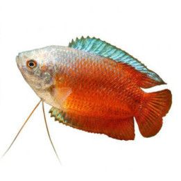 Dwarf Gourami red male 4-5 cm Trichogaster lalius