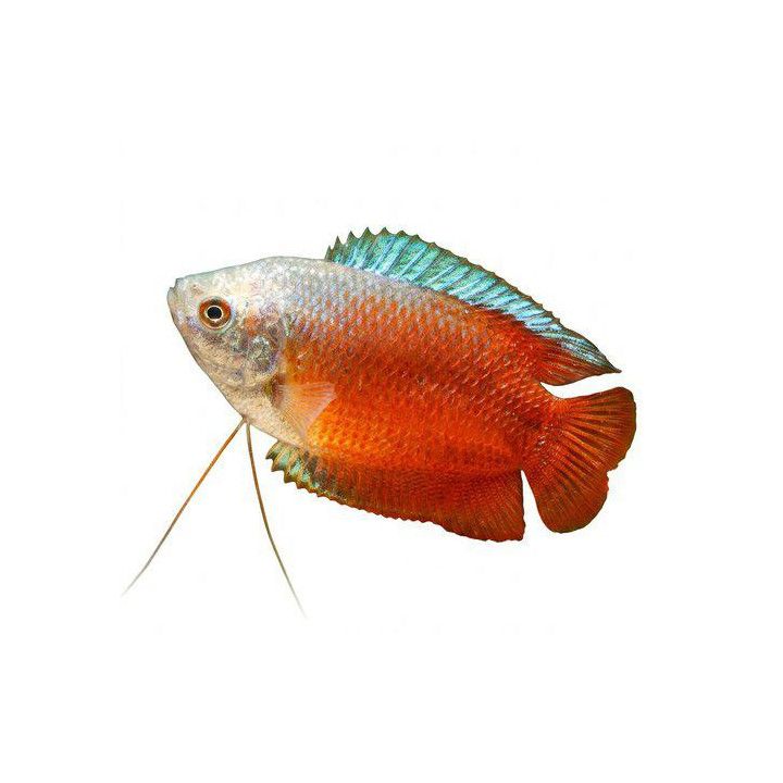 Kääpiörihmakala punainen koiraat 4-5 cm Trichogaster lalius