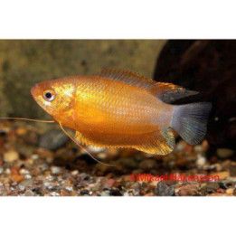 Huulirihmakala "sunset" 4-6 cm Trichogaster labiosa