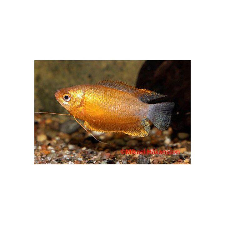 Huulirihmakala "sunset" 4-6 cm Trichogaster labiosa