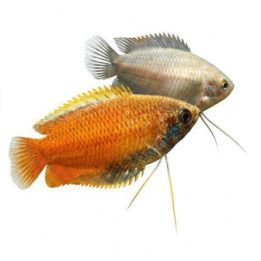 Trichogaster chuna Honey Gourami 3-4 cm