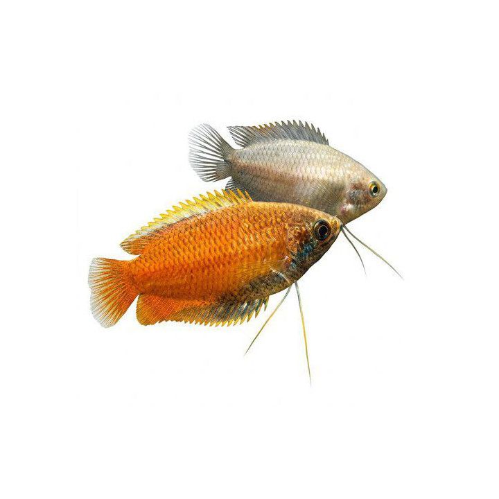 Trichogaster chuna Honey Gourami 3-4 cm