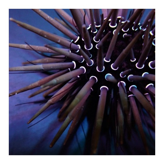 Parasalenia gratiosa - Whitespot Urchin