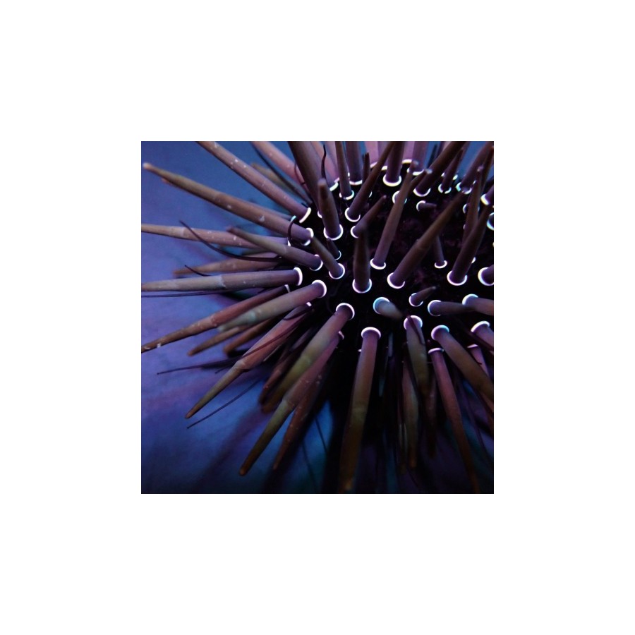 Parasalenia gratiosa - Whitespot Urchin