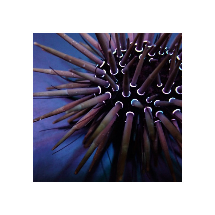 Parasalenia gratiosa - Whitespot Urchin