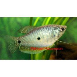 Sinirihmakala 5-6 cm Trichopodus trichopterus