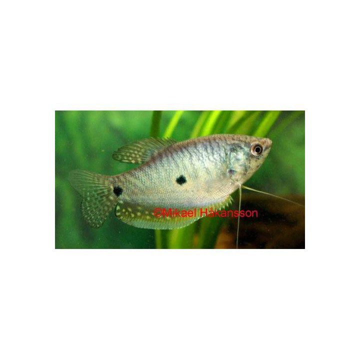 Blå Gurami 5-6CM Trichopodus trichopterus