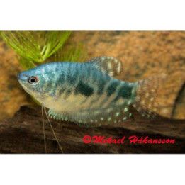 Trichopodus trichopterus (Three-spot Gourami) 5-6 cm