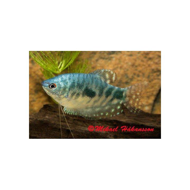 Sinirihmakala 5-6 cm Trichopodus trichopterus