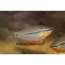 Mosaikgurami 6-8CM Trichopodus leerii