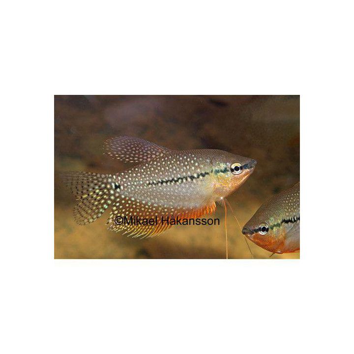 Helmirihmakala 6-8 cm Trichopodus leerii