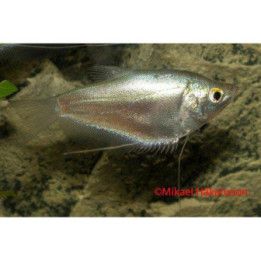 Trichopodus microlepis Moonlight Gourami 5-6 cm