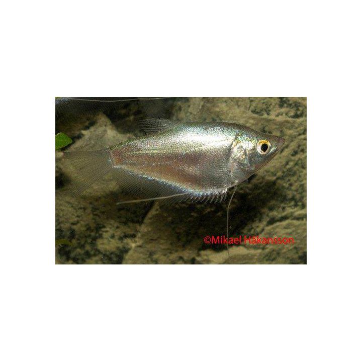 Månskens Gurami 5-6CM Trichopodus microlepis