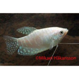 Platinagurami / Sinigurami "Platinum" 4-5 cm Trichopodus trichopterus