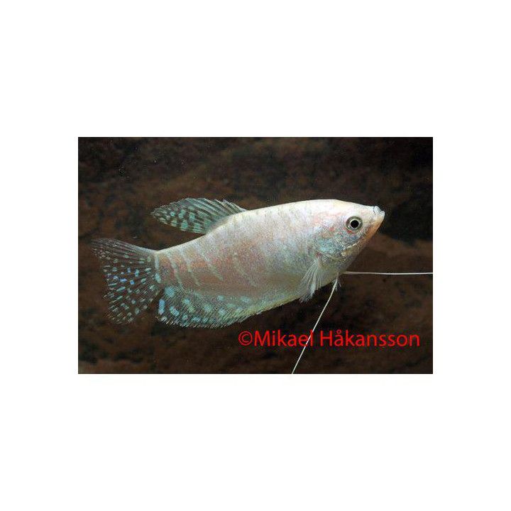 Platinagurami / Sinigurami "Platinum" 4-5 cm Trichopodus trichopterus