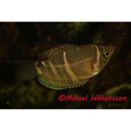 Sphaerichthys osphromenoides Choklad gurami wild m 3-5 cm