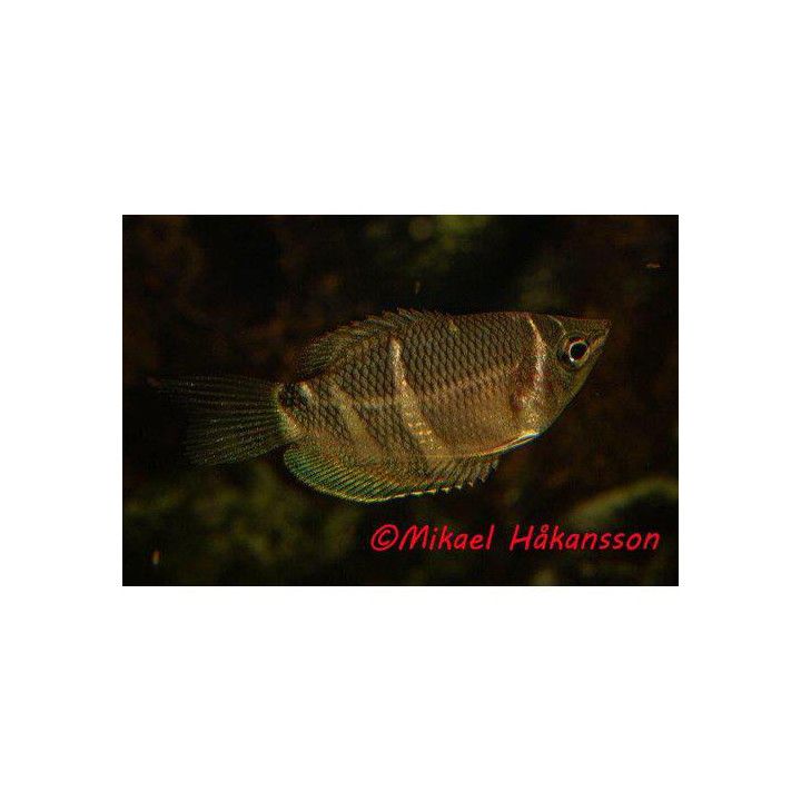 Sphaerichthys osphromenoides Choklad gurami wild m 3-5 cm